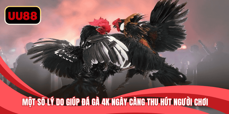 Một số lý do giúp đá gà 4K ngày càng thu hút người chơi